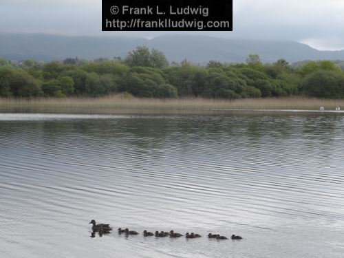 Duck Outing on Lough Gill